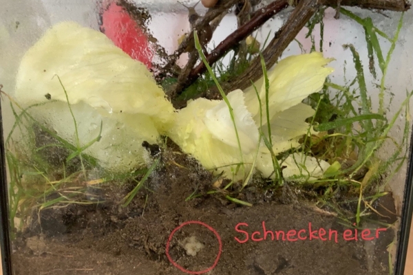 Schnecken beobachten 1