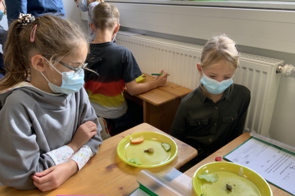 Schnecken beobachten 3